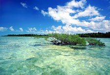 Florida Keys Mangrove